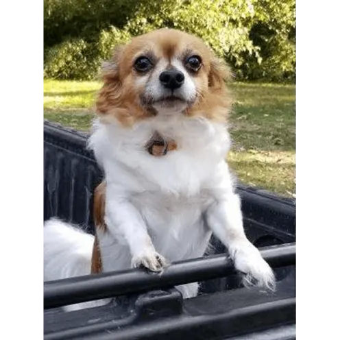 Small happy dog with his paws on the railing of the back of a pickup truck.